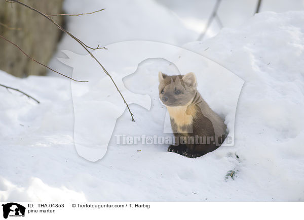 pine marten / THA-04853