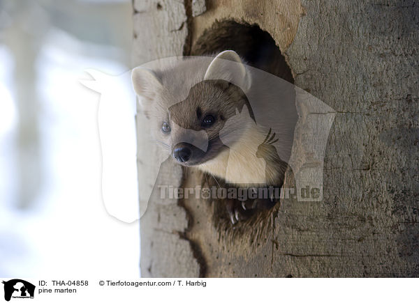 pine marten / THA-04858