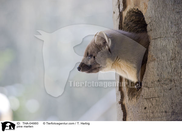 pine marten / THA-04860