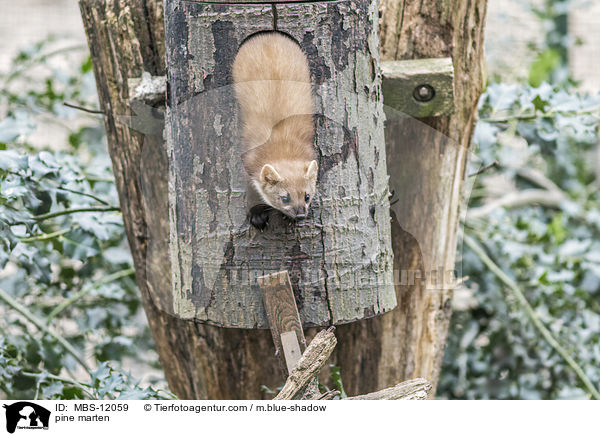 Baummarder / pine marten / MBS-12059