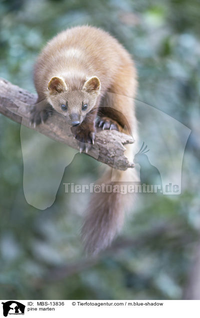 Baummarder / pine marten / MBS-13836