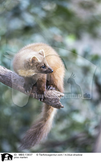 Baummarder / pine marten / MBS-13837