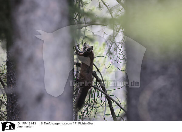 pine marten / FF-12443