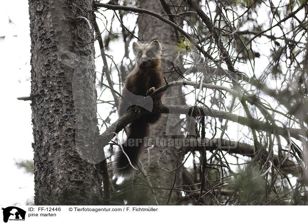 pine marten / FF-12446