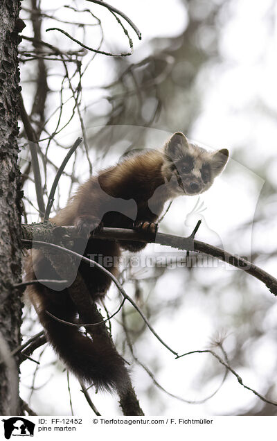pine marten / FF-12452