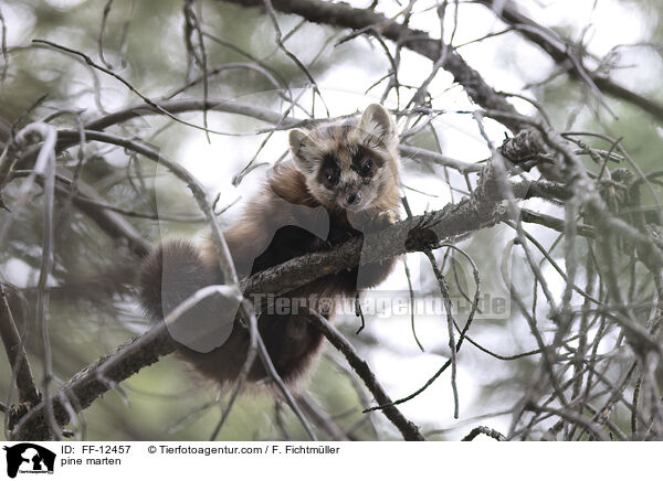 pine marten / FF-12457