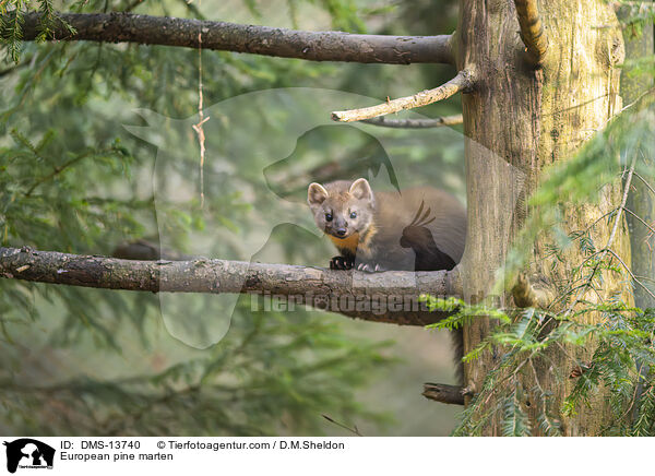 Baummarder / European pine marten / DMS-13740