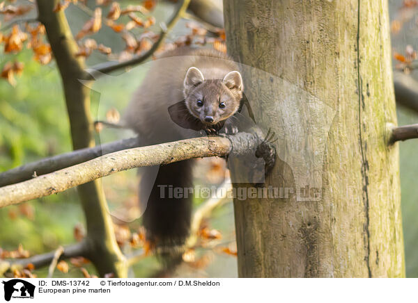 Baummarder / European pine marten / DMS-13742