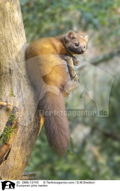 Baummarder / European pine marten / DMS-13745