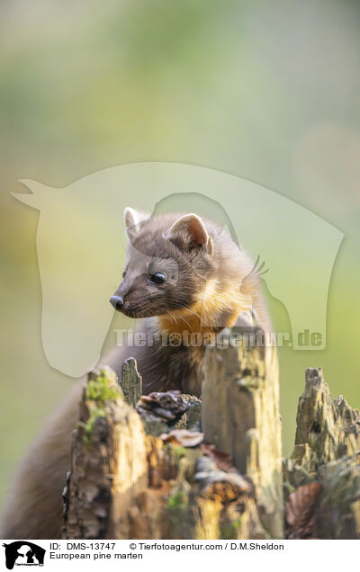 Baummarder / European pine marten / DMS-13747