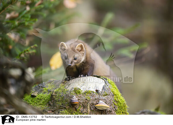 Baummarder / European pine marten / DMS-13752