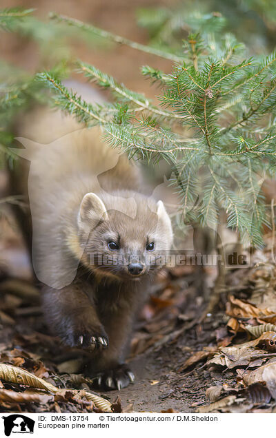 Baummarder / European pine marten / DMS-13754