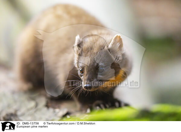 Baummarder / European pine marten / DMS-13758