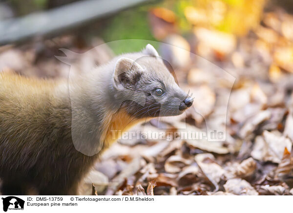 Baummarder / European pine marten / DMS-13759