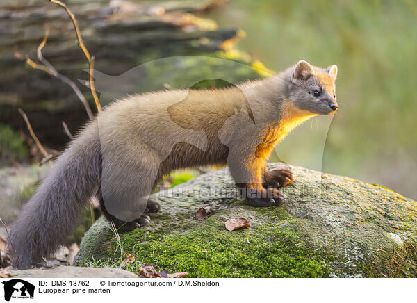 Baummarder / European pine marten / DMS-13762