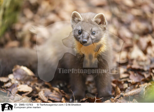 Baummarder / European pine marten / DMS-13763