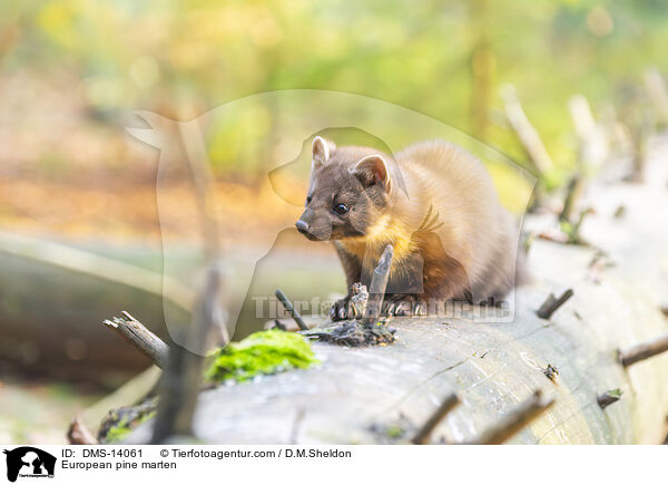 Baummarder / European pine marten / DMS-14061