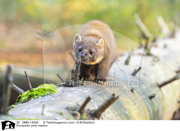 Baummarder / European pine marten / DMS-14062