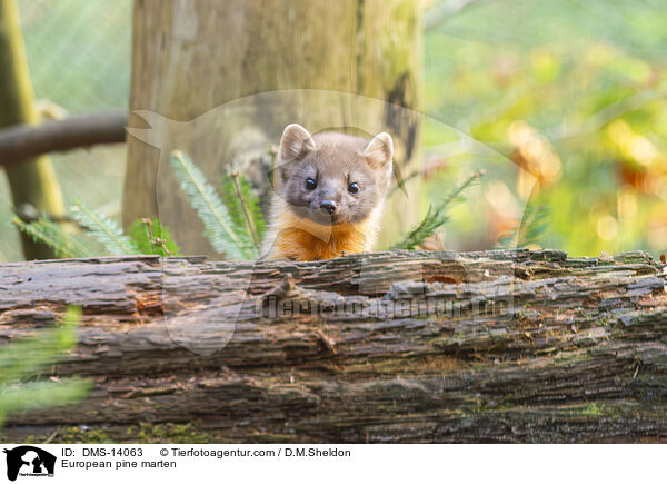 Baummarder / European pine marten / DMS-14063