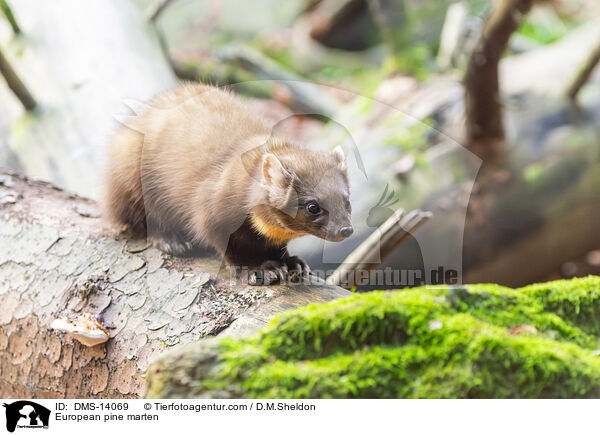 Baummarder / European pine marten / DMS-14069