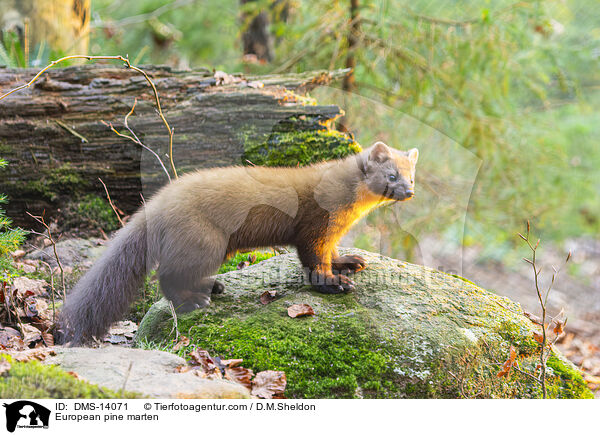 Baummarder / European pine marten / DMS-14071