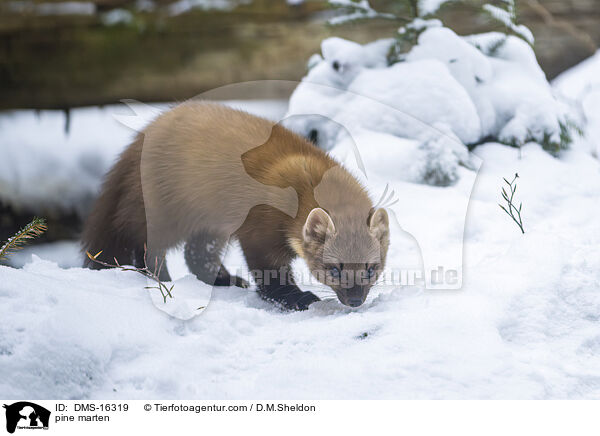 Baummarder / pine marten / DMS-16319