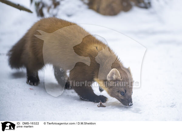 Baummarder / pine marten / DMS-16322
