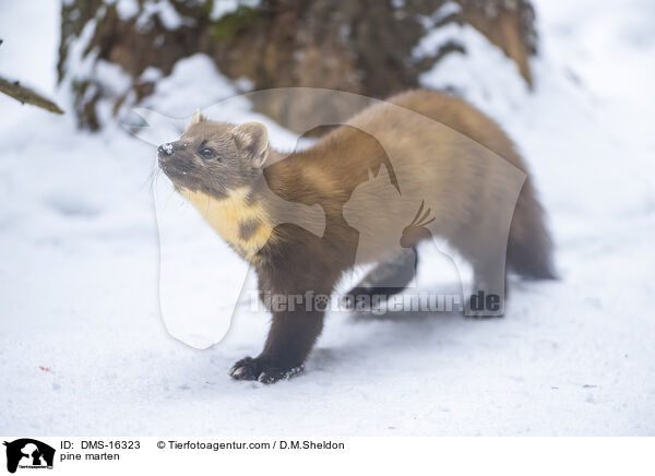 Baummarder / pine marten / DMS-16323