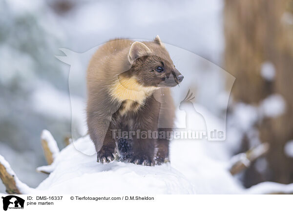 Baummarder / pine marten / DMS-16337