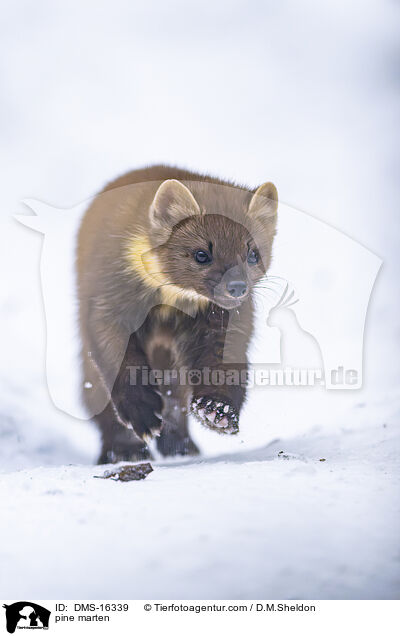 Baummarder / pine marten / DMS-16339