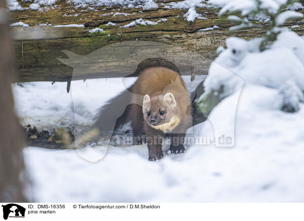 Baummarder / pine marten / DMS-16356