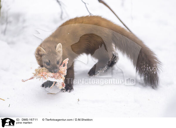 Baummarder / pine marten / DMS-16711