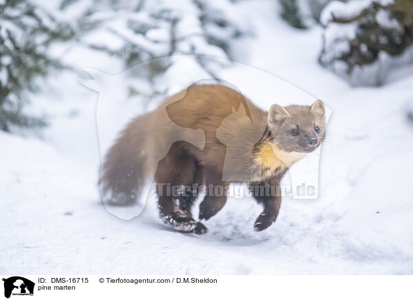 Baummarder / pine marten / DMS-16715