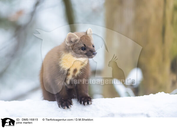 Baummarder / pine marten / DMS-16815