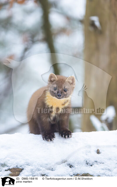 Baummarder / pine marten / DMS-16816