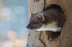 Pine Marten