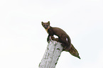 young pine marten in the tree trunk