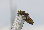 young pine martens in the tree trunk
