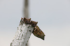young pine martens in the tree trunk