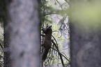 pine marten