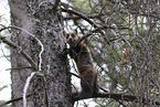 pine marten