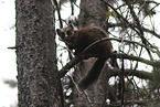 pine marten