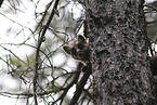 pine marten