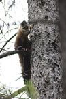 pine marten