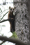 pine marten