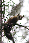 pine marten