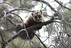 pine marten