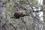 pine marten