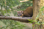 European pine marten