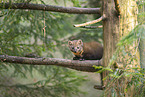 European pine marten